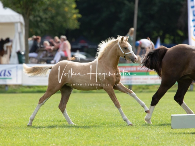 PSB Fohlenchampionat 26