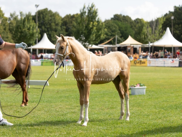 PSB Fohlenchampionat 27