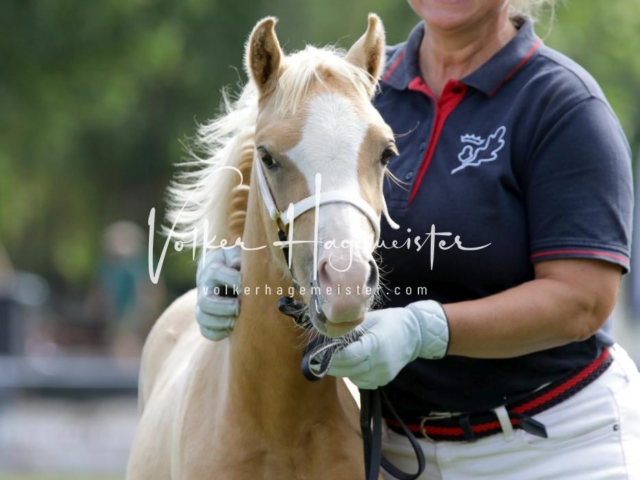 PSB Fohlenchampionat 29