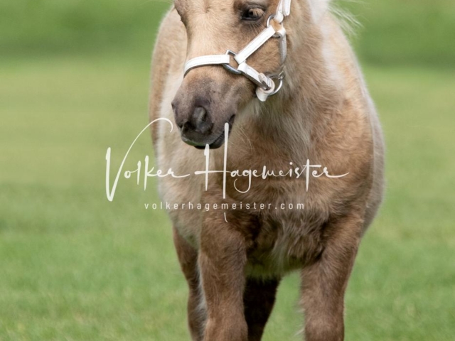 PSB Fohlenchampionat 1