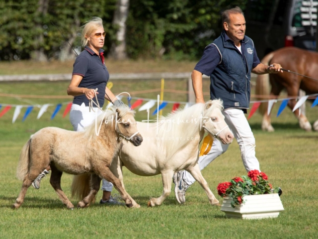 PSB Fohlenchampionat 2