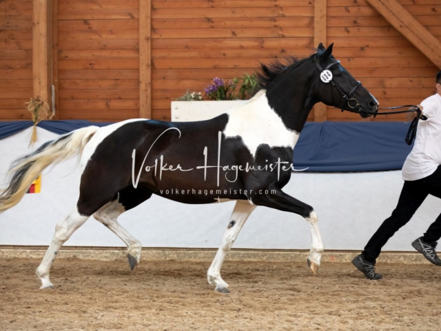 ZfdP Bundesschau Samstag 16