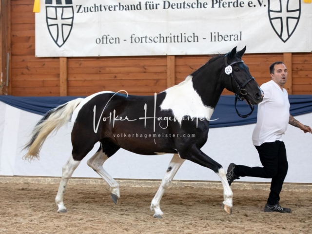 ZfdP Bundesschau Samstag 17