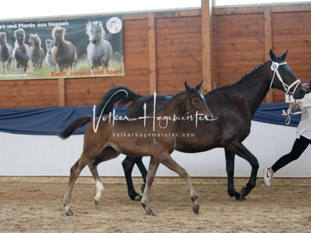 ZfdP Bundesschau Sonntag 22