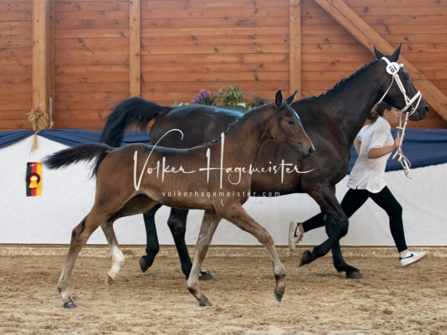 ZfdP Bundesschau Sonntag 23