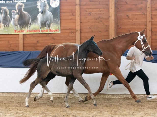 ZfdP Bundesschau Sonntag 24