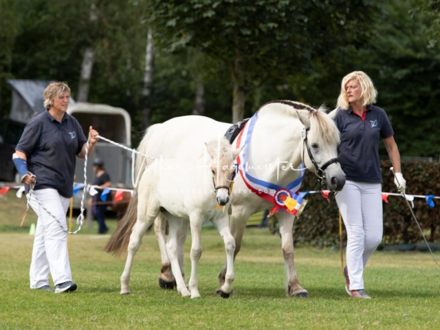 PSB Fohlenchampionat 4
