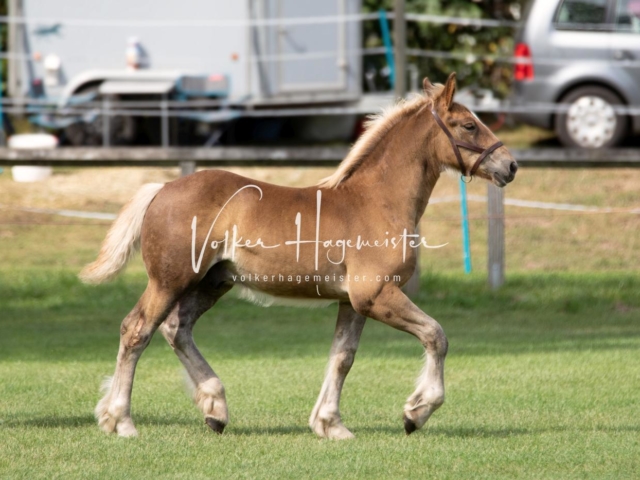 PSB Fohlenchampionat 5