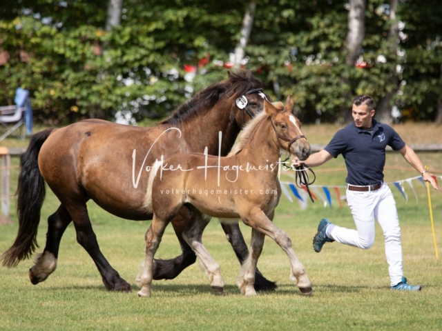 PSB Fohlenchampionat 6