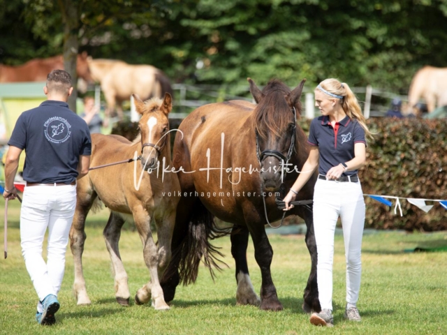 PSB Fohlenchampionat 7