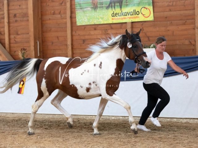 ZfdP Bundesschau Samstag 18