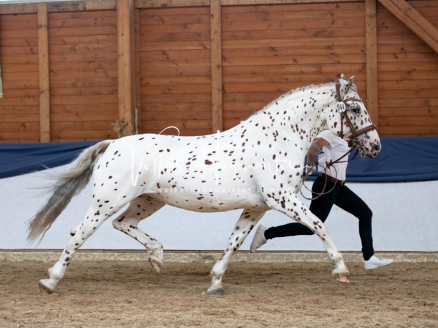 ZfdP Bundesschau Samstag 19