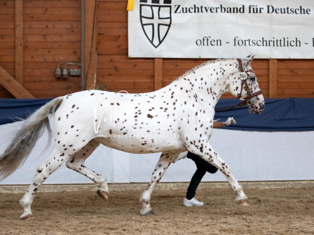 ZfdP Bundesschau Samstag 20