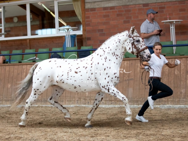 ZfdP Bundesschau Samstag 21