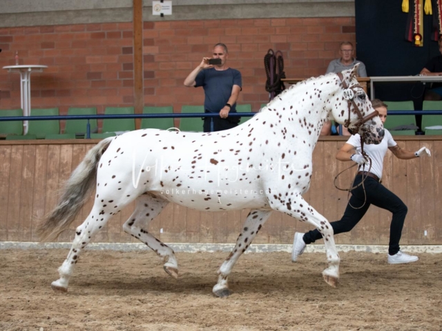 ZfdP Bundesschau Samstag 22