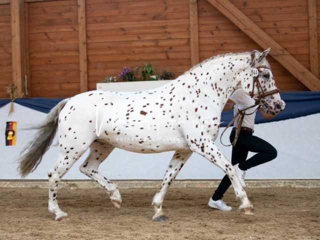 ZfdP Bundesschau Samstag 24