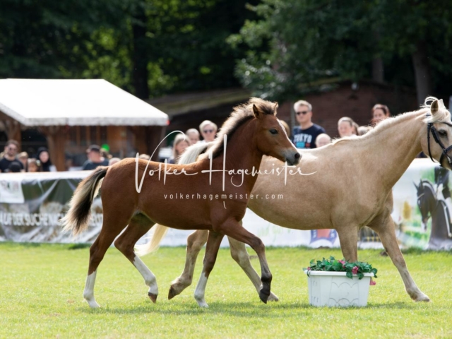 PSB Fohlenchampionat 8