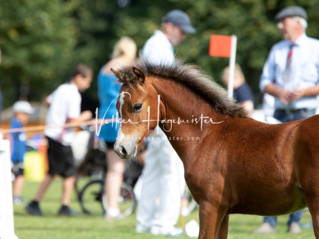 PSB Fohlenchampionat 9