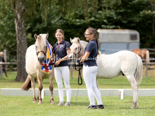 PSB Fohlenchampionat 13