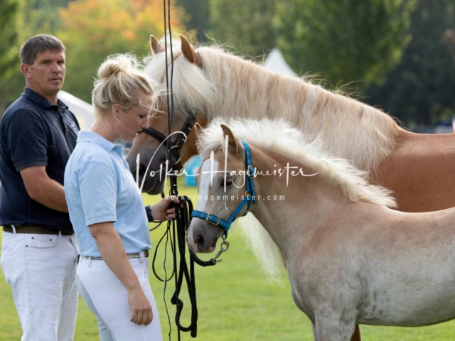 PSB Fohlenchampionat 12