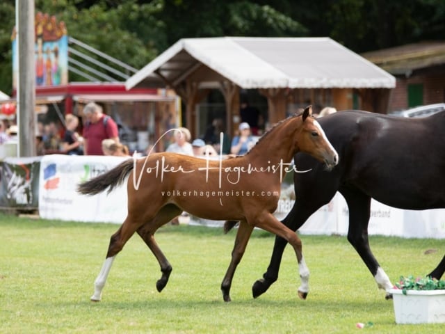 PSB Fohlenchampionat 14