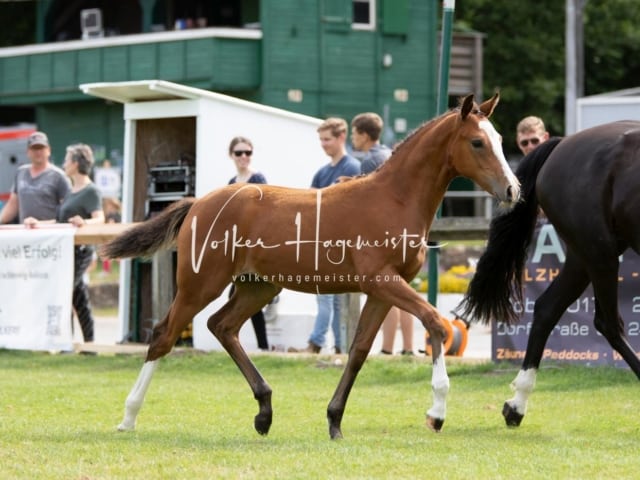 PSB Fohlenchampionat 15