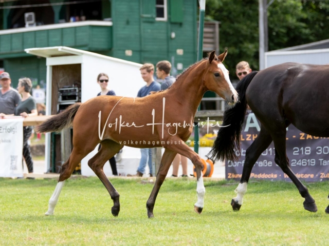 PSB Fohlenchampionat 16