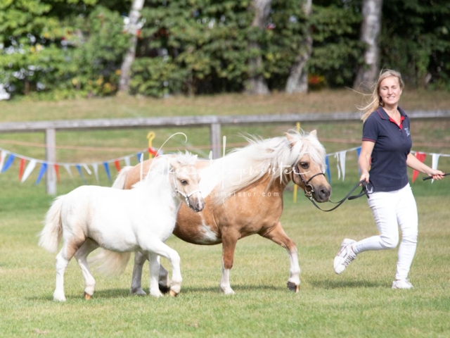 PSB Fohlenchampionat 17