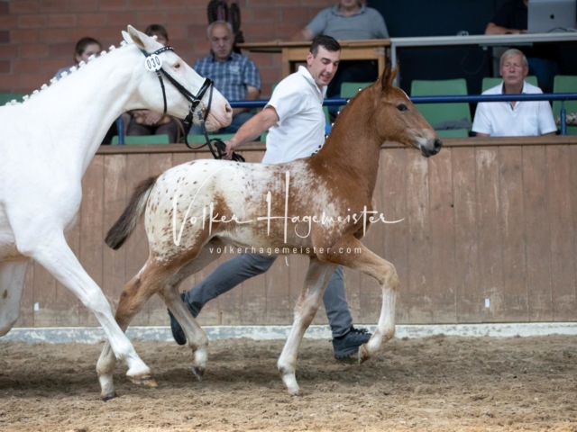ZfdP Bundesschau Samstag 27