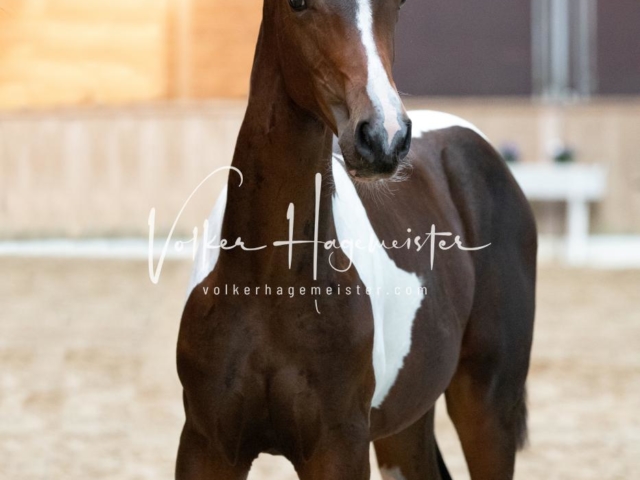 ZfdP Bundesschau Sonntag 27