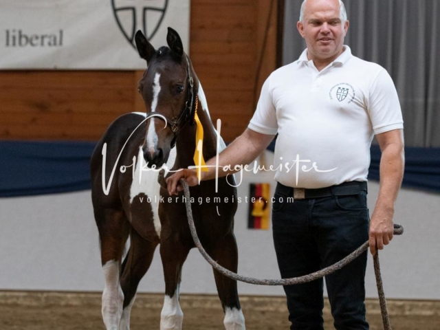 ZfdP Bundesschau Sonntag 28