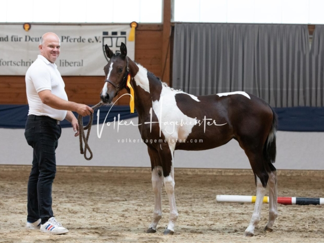 ZfdP Bundesschau Sonntag 29