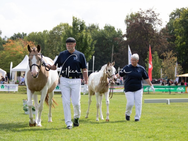 PSB Fohlenchampionat 18