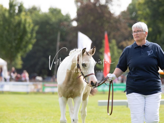 PSB Fohlenchampionat 19