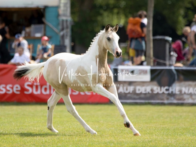 PSB Fohlenchampionat 20