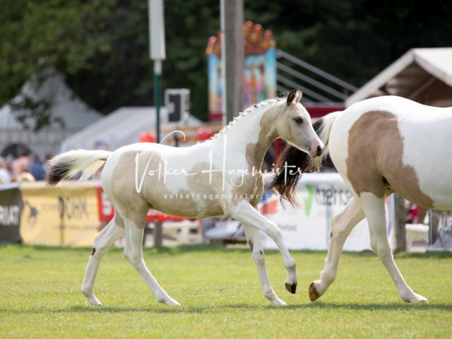 PSB Fohlenchampionat 21