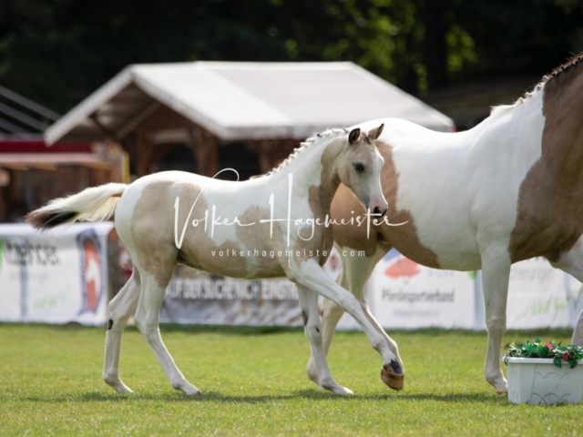 PSB Fohlenchampionat 22