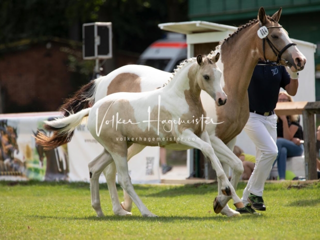 PSB Fohlenchampionat 23