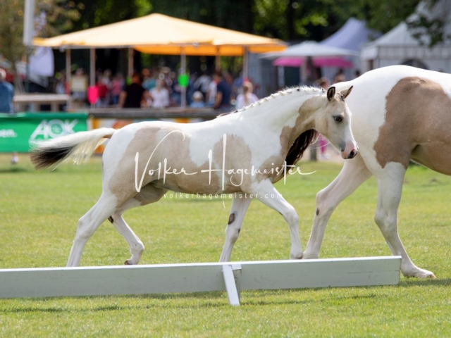 PSB Fohlenchampionat 24