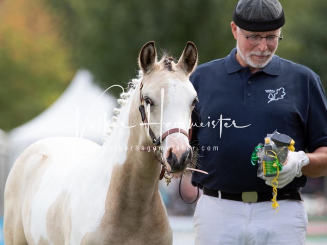 PSB Fohlenchampionat 25