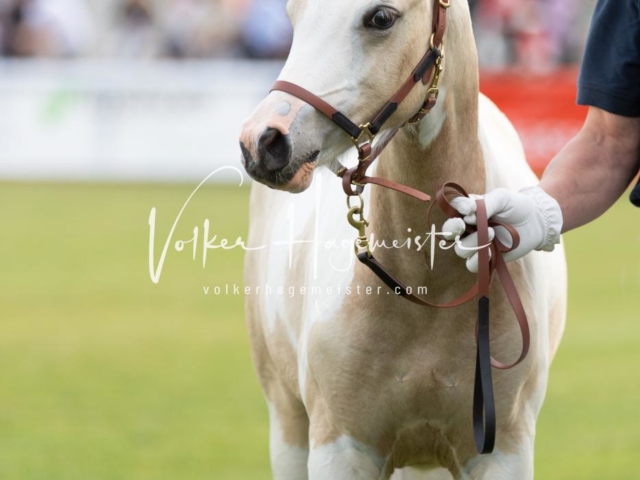 PSB Fohlenchampionat 26