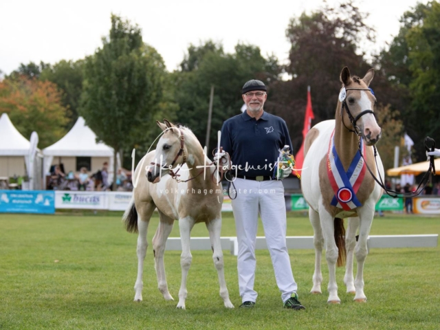 PSB Fohlenchampionat 27