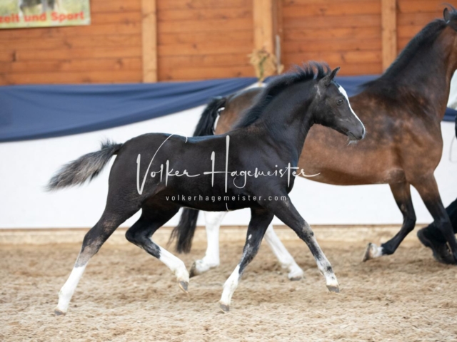 ZfdP Bundesschau Samstag 28