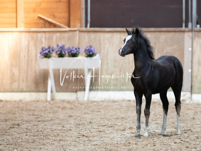 ZfdP Bundesschau Samstag 29