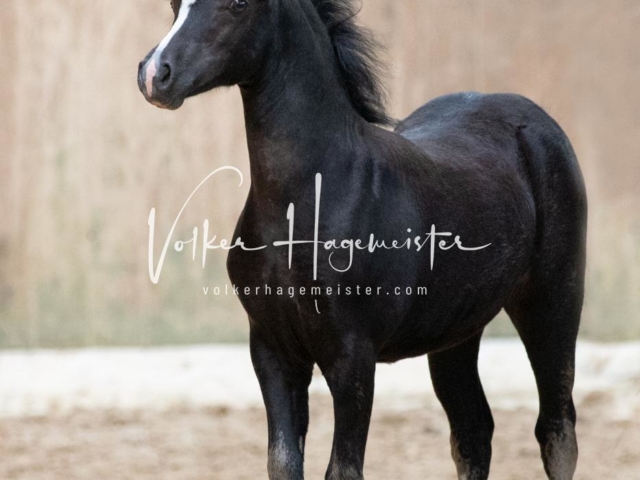 ZfdP Bundesschau Samstag 30