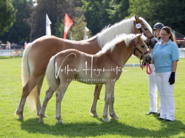 PSB Fohlenchampionat 28