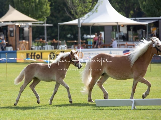 PSB Fohlenchampionat 29