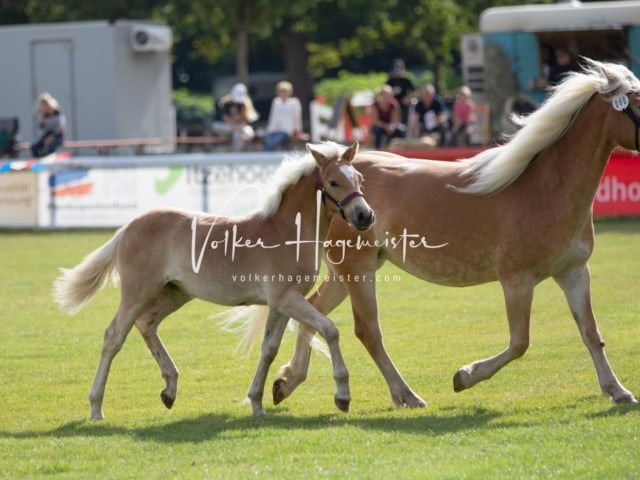 PSB Fohlenchampionat 30