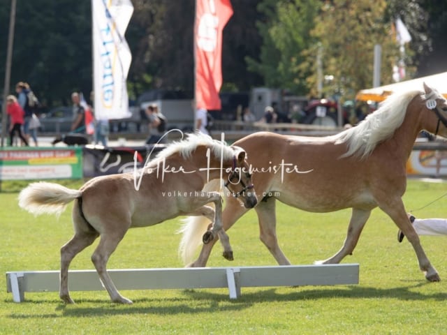 PSB Fohlenchampionat 1