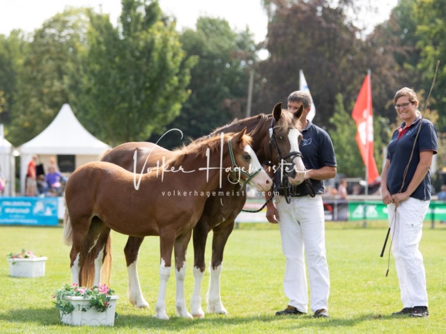 PSB Fohlenchampionat 2